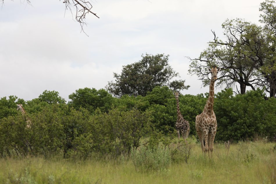 safari
