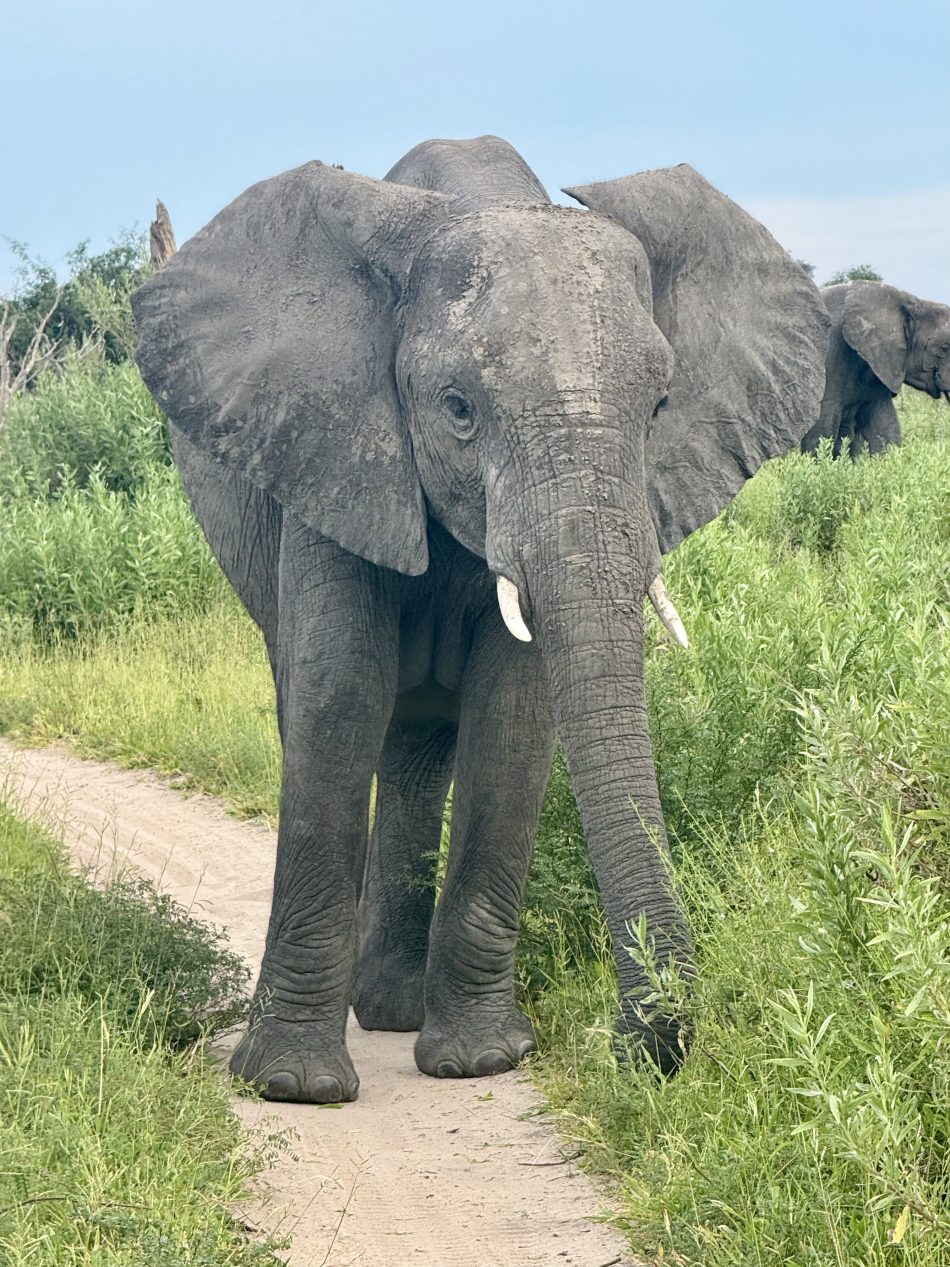 safari
