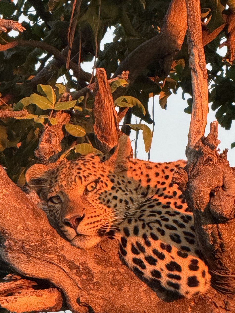 safari