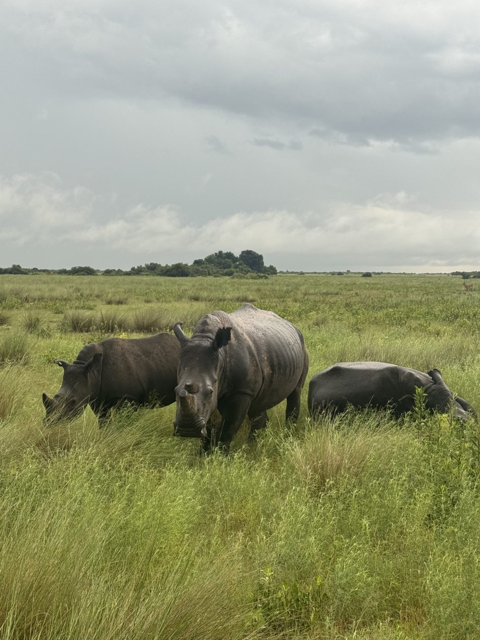 safari