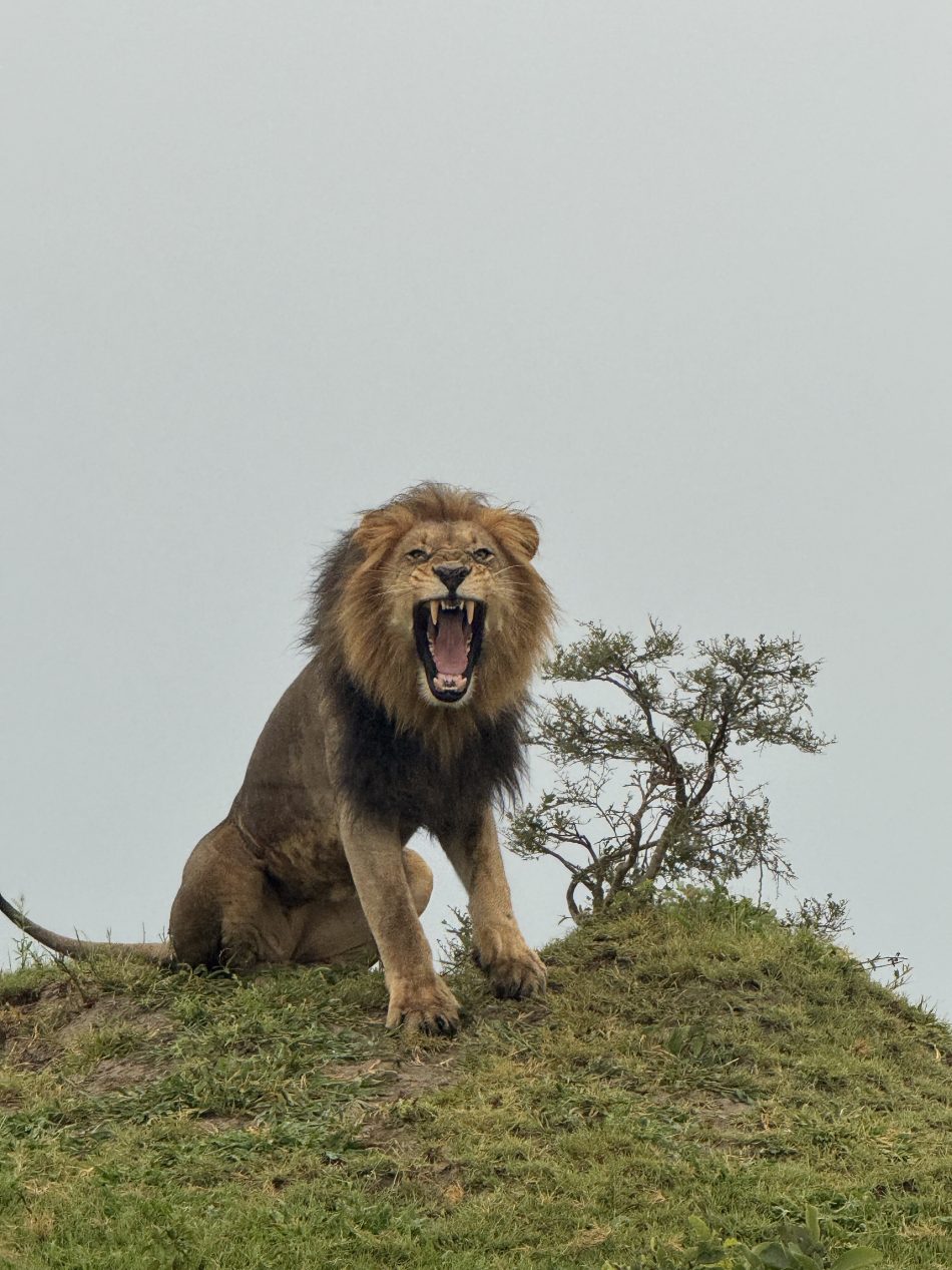 safari
