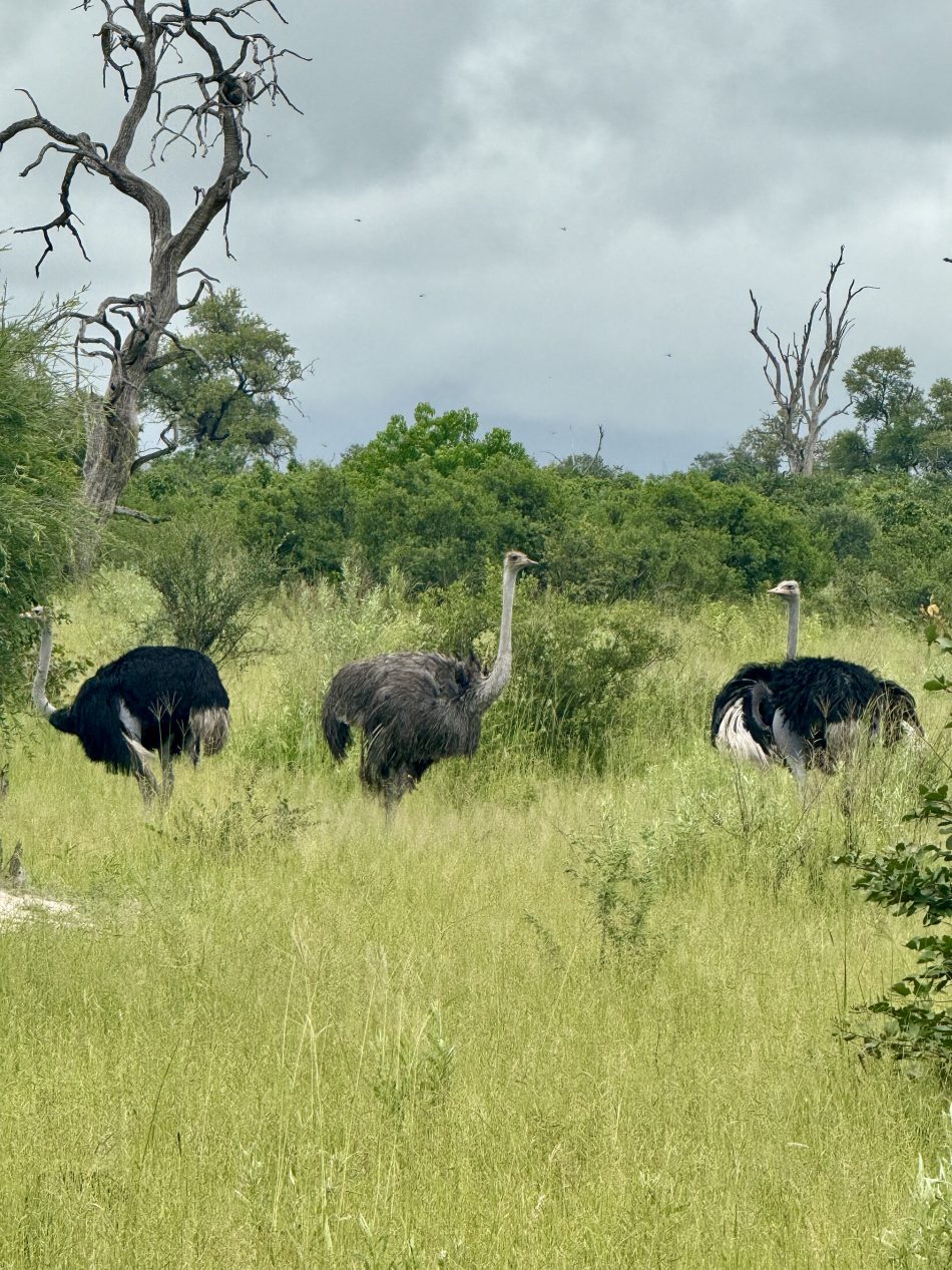 safari