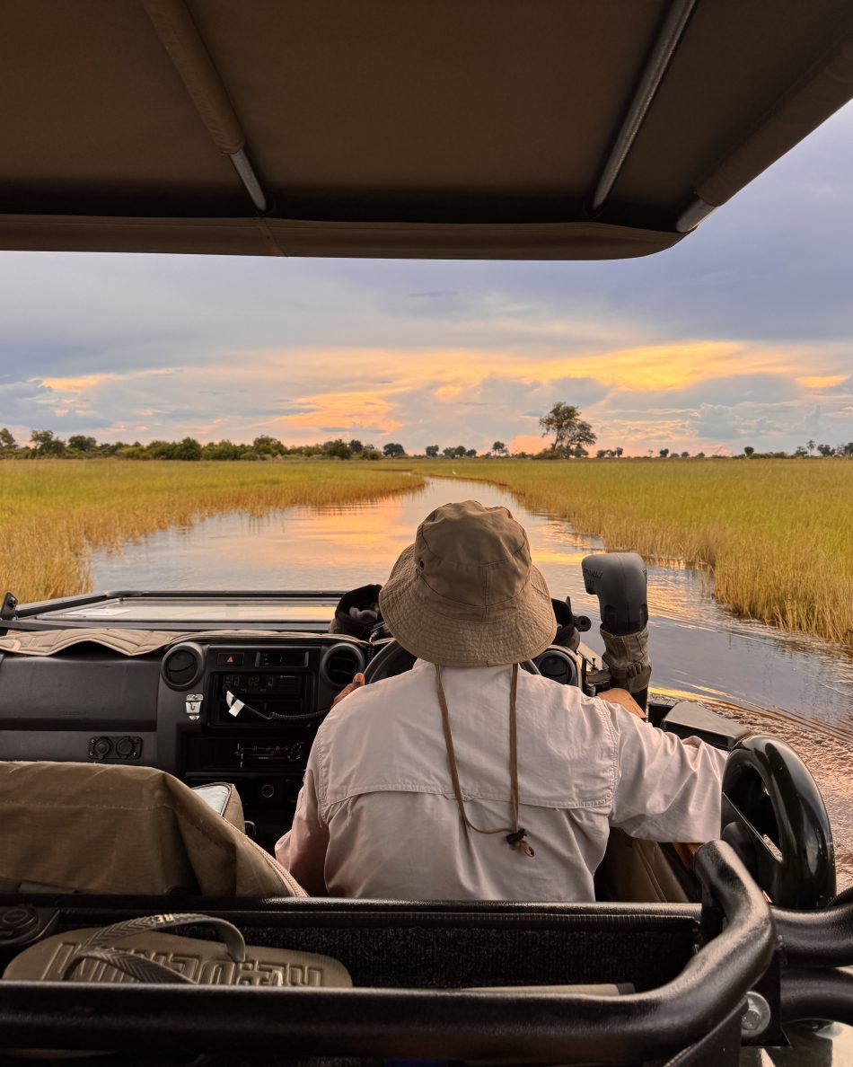 safari