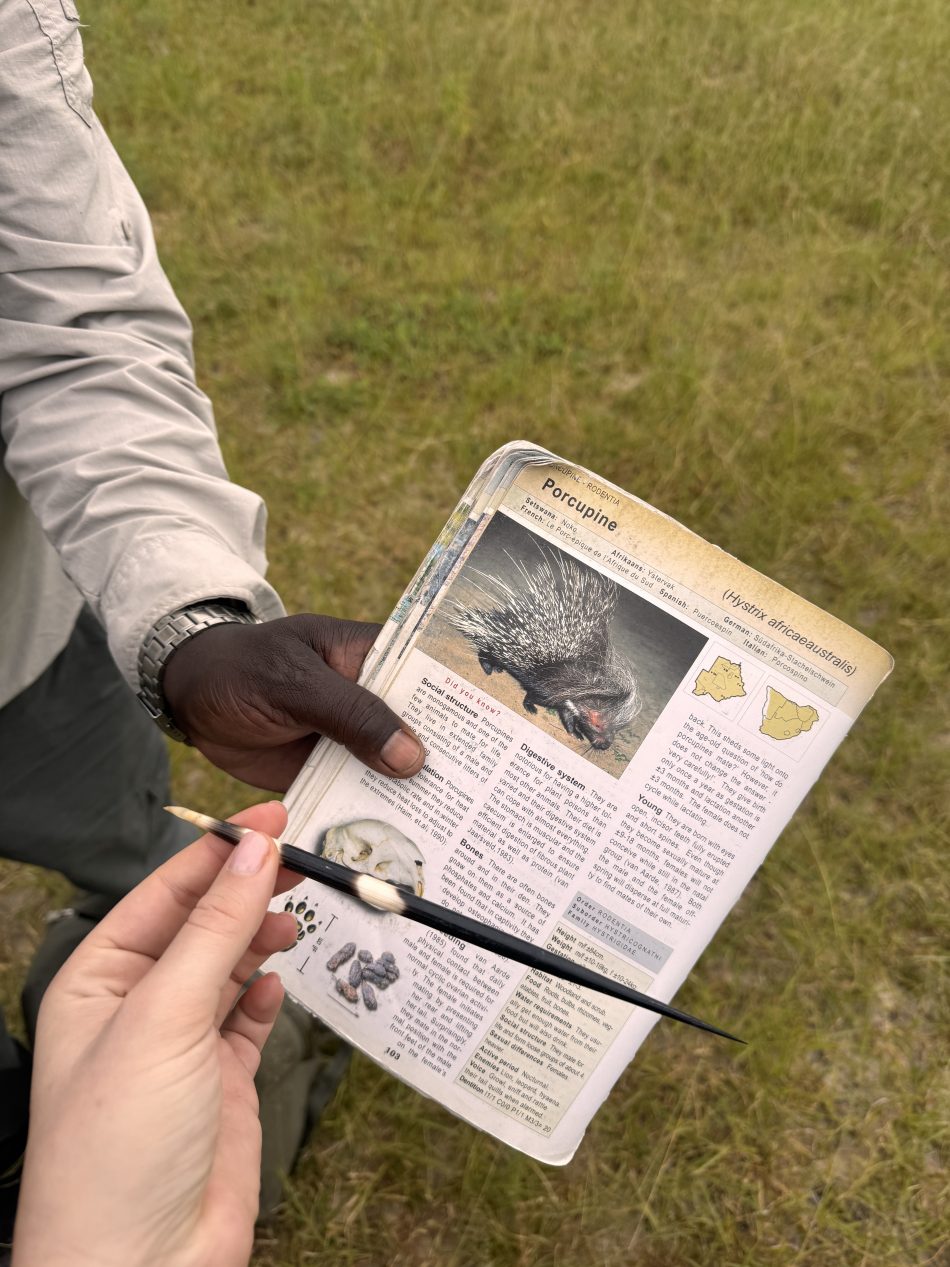 safari